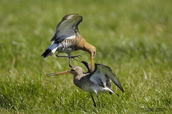 Uferschnepfe (Limosa limosa), Revierkampf