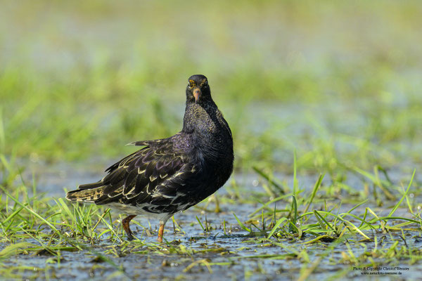 Kampfläufer (Philomachus pugnax), Männchen