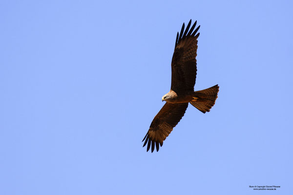 Schwarzmilan (Milvus migrans)