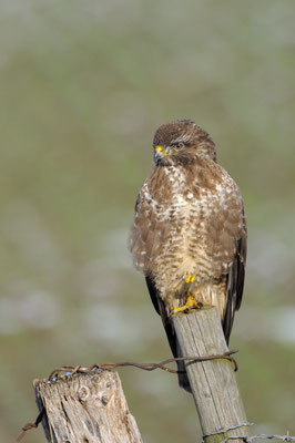 Mäusebussard (Buteo buteo)