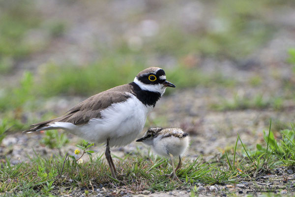 Flussregenpfeifer (Charadrius dubius) hudert Jungvogel