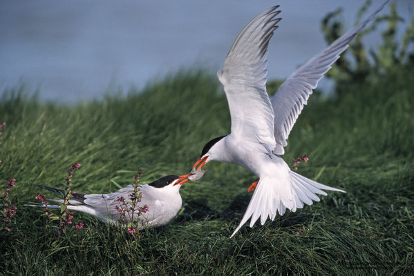 Flussseeschwalbe (Sterna hirundo), Balzfütterung
