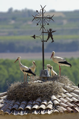 Storchennester auf einem Kirchendach (E)