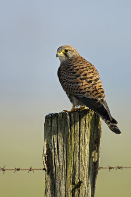 Turmfalke (Falco tinnunculus), Weibchen