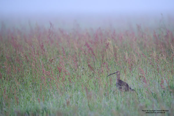 Großer Brachvogel (Numenius arquata)