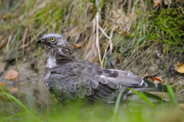 Wespenbussard (Pernis apivorus) (C)