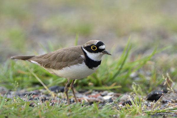 Flussregenpfeifer (Charadrius dubius)