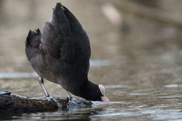 Blässhuhn (Fulica atra), drohend