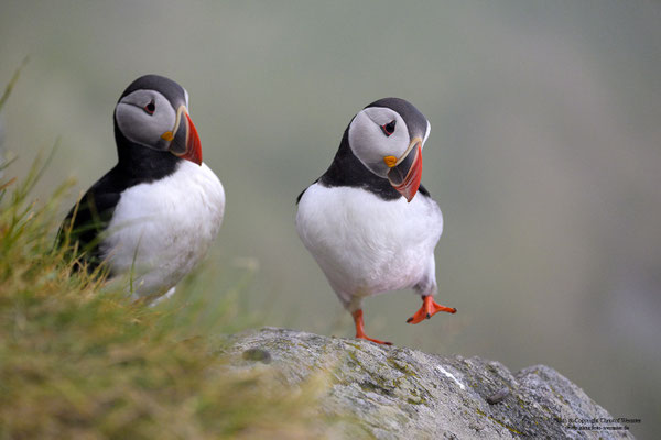 Papageitaucher, Paar