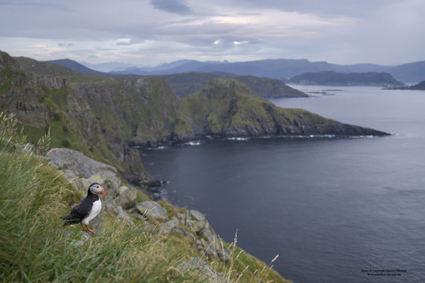 Papageitaucher und Landschaft
