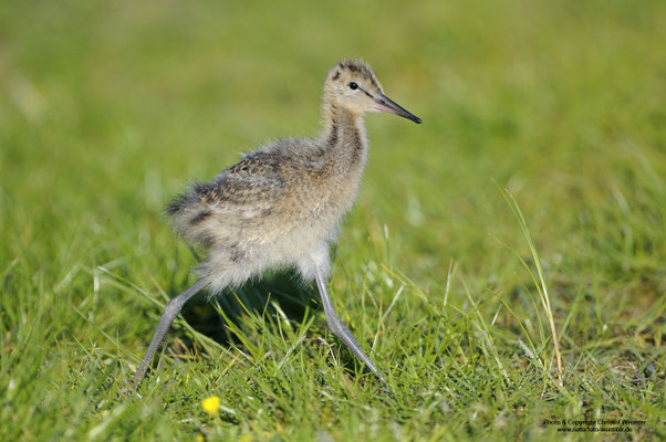 Uferschnepfe (Limosa limosa), Jungvogel