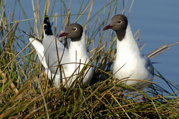 Lachmöwe (Larus ridibundus), Paar am Nest