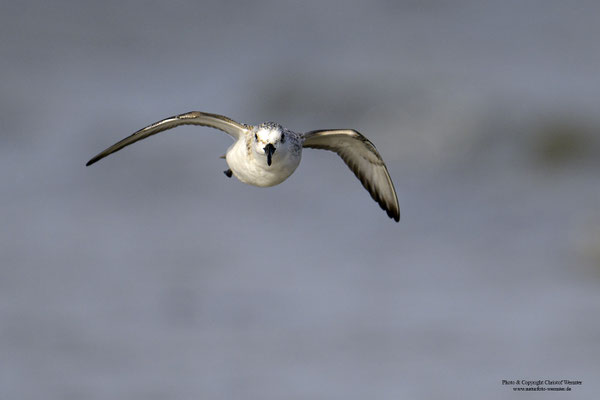 Sanderling (Calidris alba) im Flug