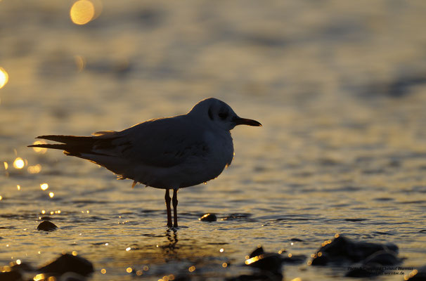 Lachmöwe (Larus ridibundus)
