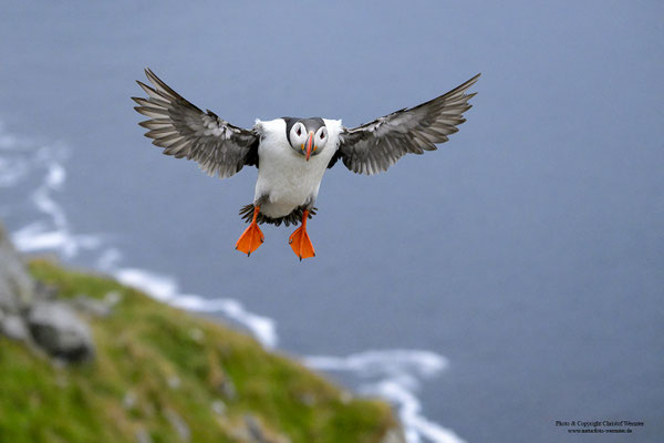 Papageitaucher im Flug