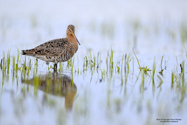 Uferschnepfe (Limosa limosa)