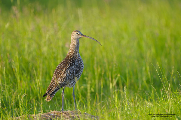 Großer Brachvogel (Numenius arquata)