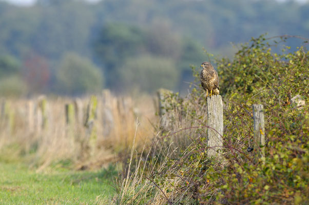Mäusebussard (Buteo buteo)