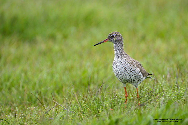 Rotschenkel (Tringa totanus)