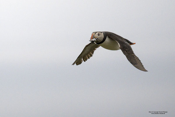 Papageitaucher mit Fisch