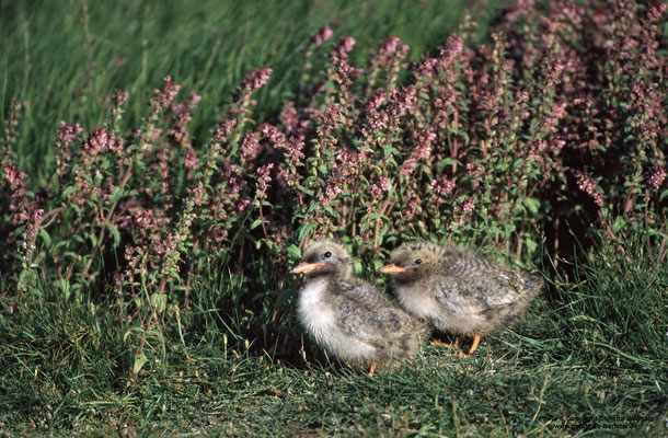 Küstenseeschwalbe (Sterna paradisaea), Jungvögel