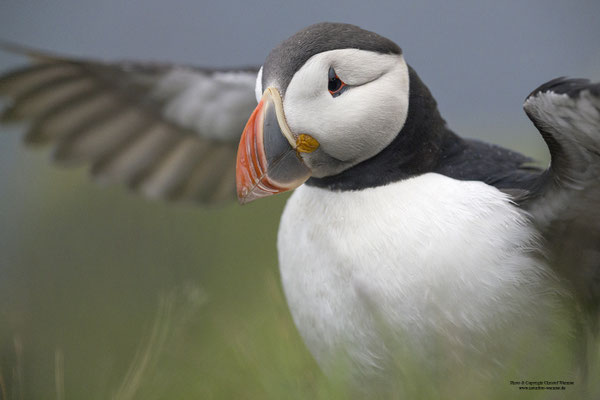 Papageitaucher Portrait