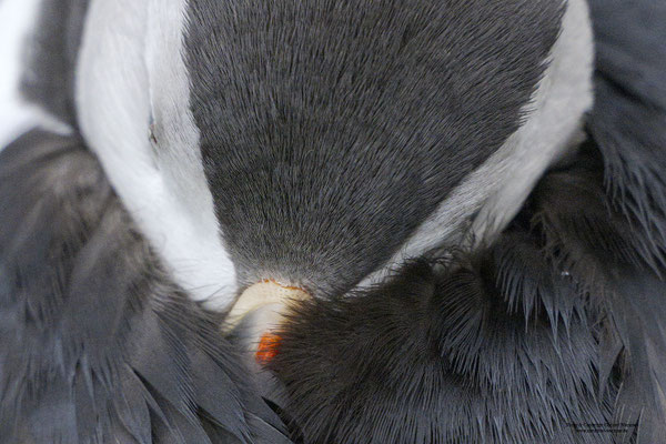 Papageitaucher Portrait