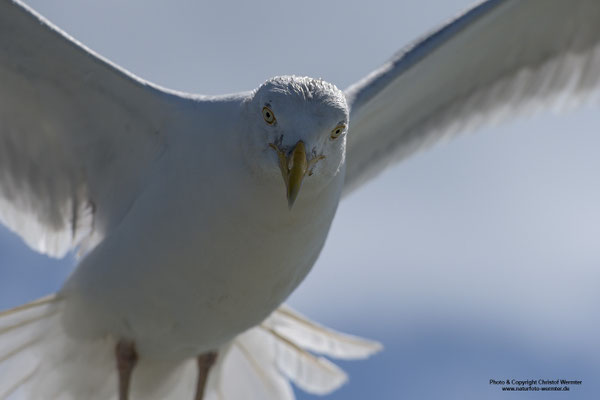Silbermöwe (Larus argentatus), Portrait