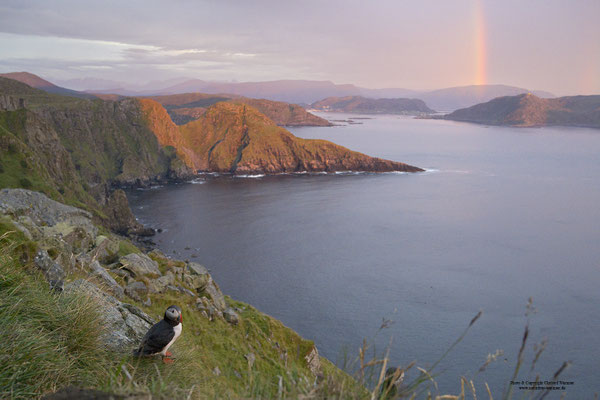 Papageitaucher mit Regenbogen