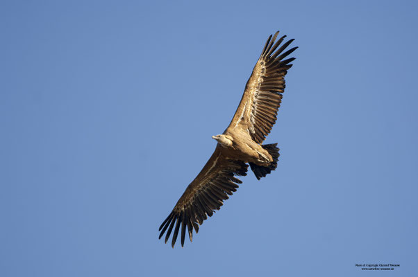 Gänsegeier (Gyps fulvus)