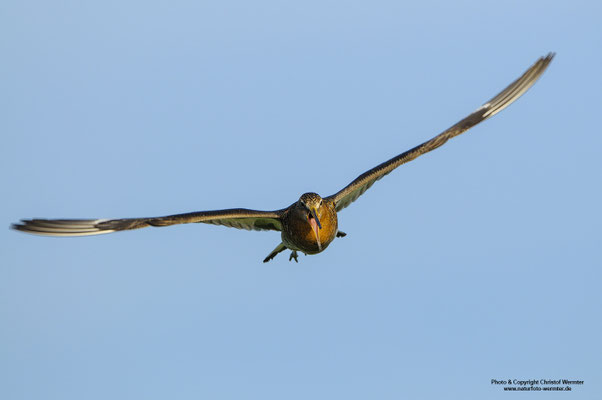 Uferschnepfe (Limosa limosa) im Flug