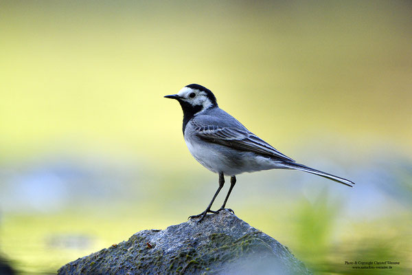 Bachstelze (Motacilla alba alba)