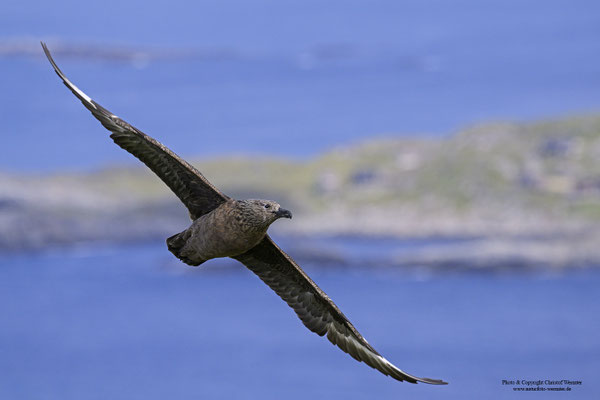 Skua (Stercorarius skua)