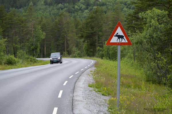 Elchschild