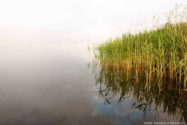 Morgennebel - Mecklenburgische Seenplatte