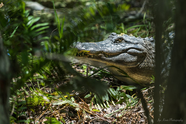 Sunbath (Everglades)