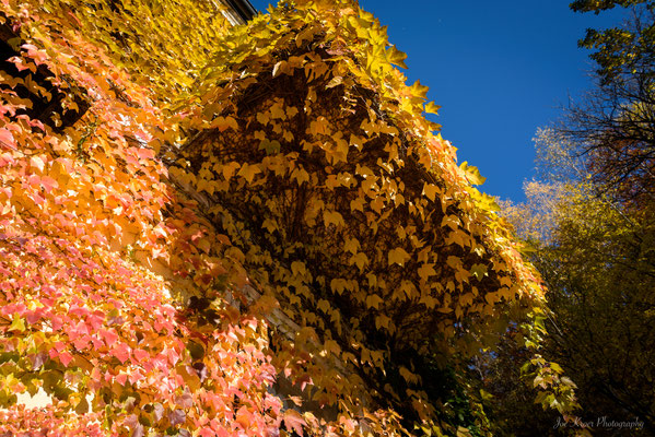 Orange in Autumn