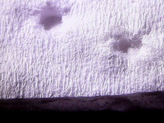 Mikroskop-Aufnahme eines Zellstoff-Putztuch (Zewa)