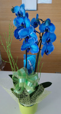 Phalaenopsis magic blue