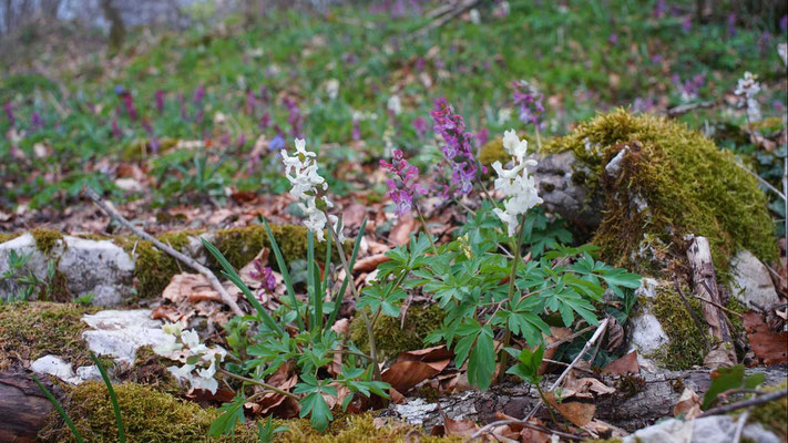 Corydales blanches et mauves