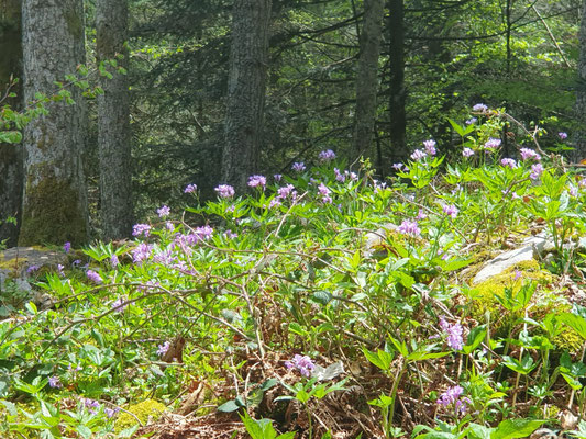 Cardamines ou dentaires palmées