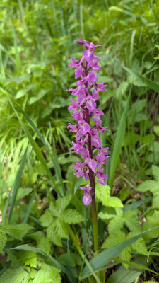 Orchis mâle