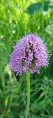 Orchis globuleux