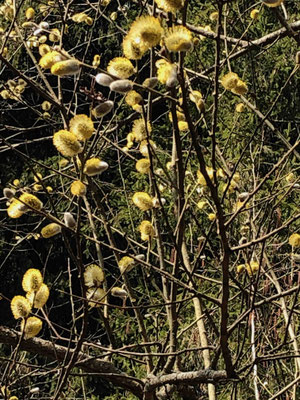 les bourgeons