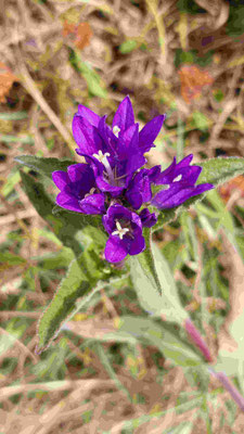 campanule agglomérée