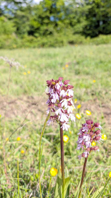 Orchis pourpre