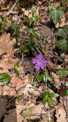 Pervenche mauve