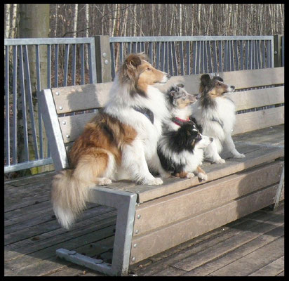 Shelties of Magic Symphony