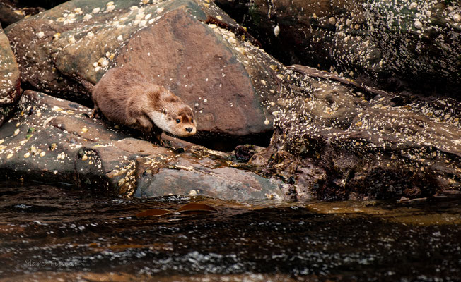 Loutre d'europe