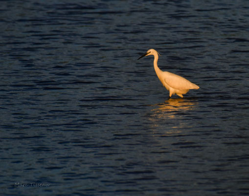 Aigrette garzette